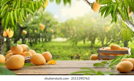 Mango